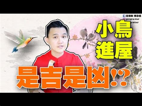 小鳥飛進家裡簽幾號|小鳥飛進家裡簽幾號？ 風水大師揭秘背後吉兆